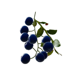 Blueberry