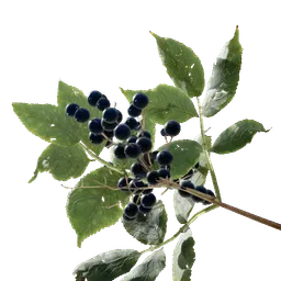 Elderberry
