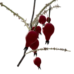 Rosehip