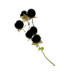 Nightshade Fruit
