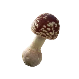 Amanita Regalis