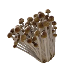 Enoki