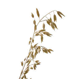 Oat Grain