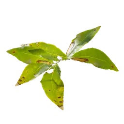 Deadly Nightshade's Leaves