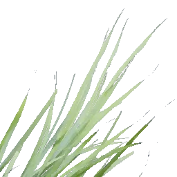 Lemongrass