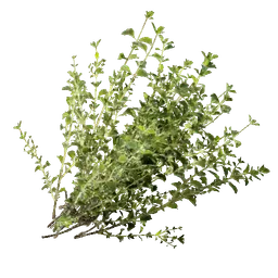 Thyme